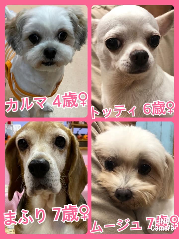 🐾今日の里親様募集中ワンコ🐶メンバーです🐾2021,9,22